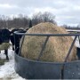 Bale Grazing with Bale Ring