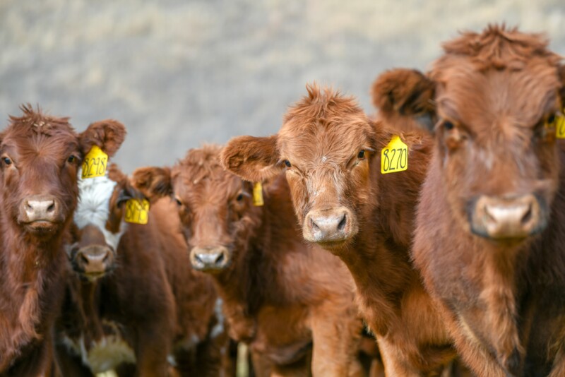 Feeder calves