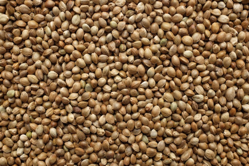 Hemp seed