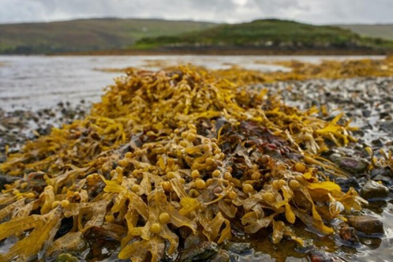 Seaweed