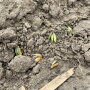 According to USDA Meteorologist Brad Rippey, the May freeze was one for the record books, but slow emergence in corn could help save some of the crop from major damage. 