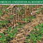 No-till soybeans.