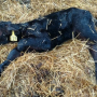 “After a typical birth the calf should breathe within 30 seconds of delivery, be capable of lifting its head within 3 minutes, sitting up on its own within 5 minutes, and should be trying to stand after 20 minutes,” says Dr. Geof Smith. “After an hour the calf should be standing.”