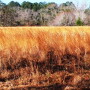 broomsedge