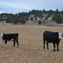 BT_Cow_Calf_Baldie