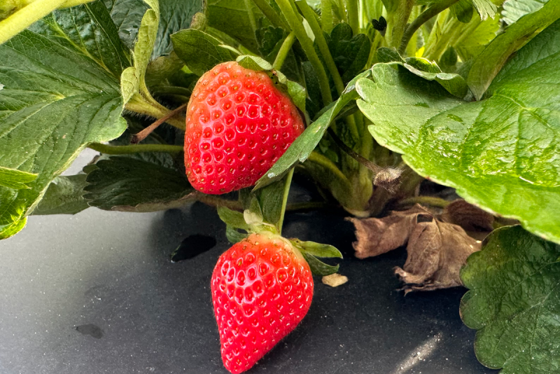 Florida Medallion strawberry