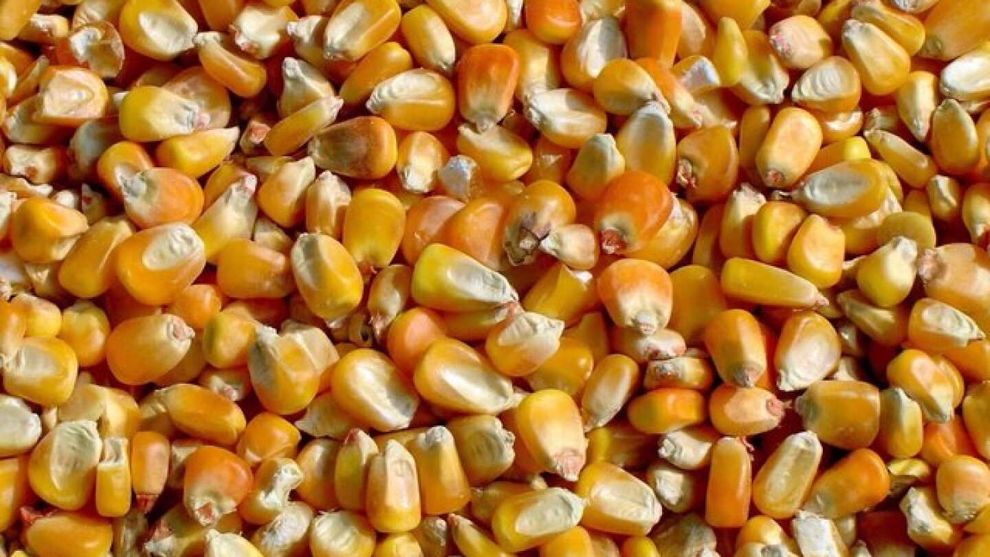 What’s next after USDA production shocker sinks corn futures