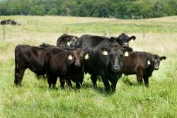 Virginia Tech research herd