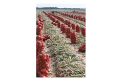 Shippers say they expect high quality and good supply of Peruvian onions through the end of February.