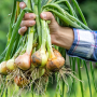 Hand holding harvested onions
