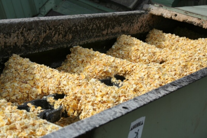 Aflatoxin, produced by Aspergillus fungus, is the most common mycotoxin in corn and other grains used in cattle feed.