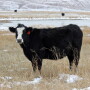 Fall and winter grazing on warm-season grasses is the least detrimental time to graze these species. 