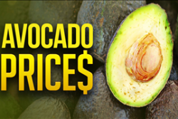 Think avocado prices are high? Blame demand...and an international crime ring!