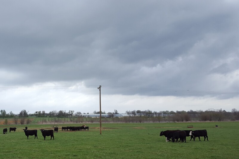 For effective fluke control, time treatment to when snails are dormant in the mud and adults are most prevalent — thereby breaking the fluke life cycle. 