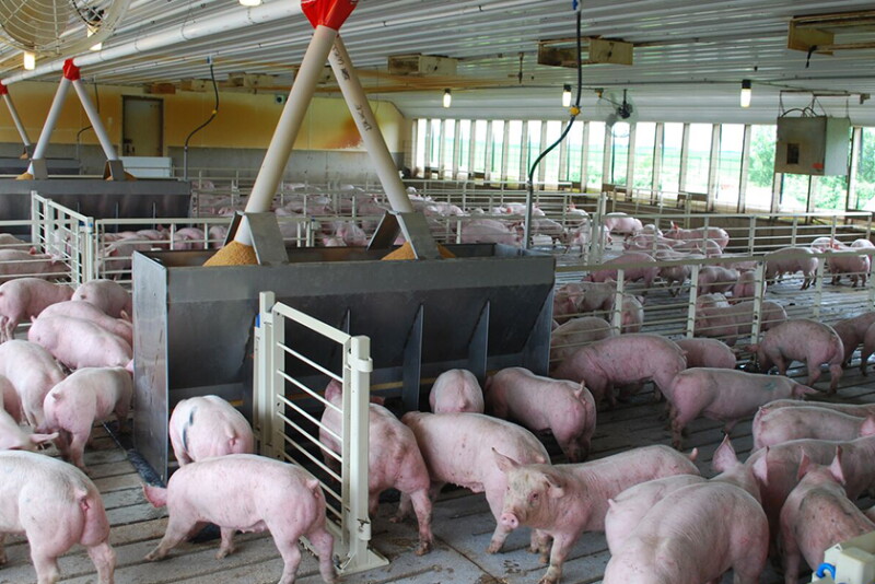 Feeder pigs