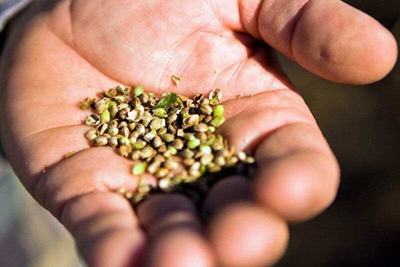 Growers will have access to hemp seed through GoodHemp at Arcadia Biosciences.