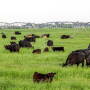 Zeman Ranch