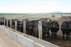 BT_Calves_Starter_Yard
