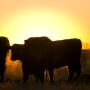 Cattle preparing to graze at sunrise. 