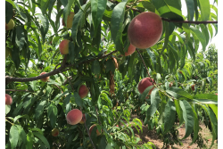 South Carolina peaches