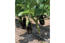 Eggplant is included in this winter's product line from Crown Jewels Produce, along with cucumbers, squash, honeydew melons, cantaloupes, bell peppers and other items, says Jesus Gonzalez, general manager. Quality in most items has been good, he said in mid-November.