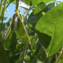 Minnesota soybeans