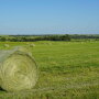 hay