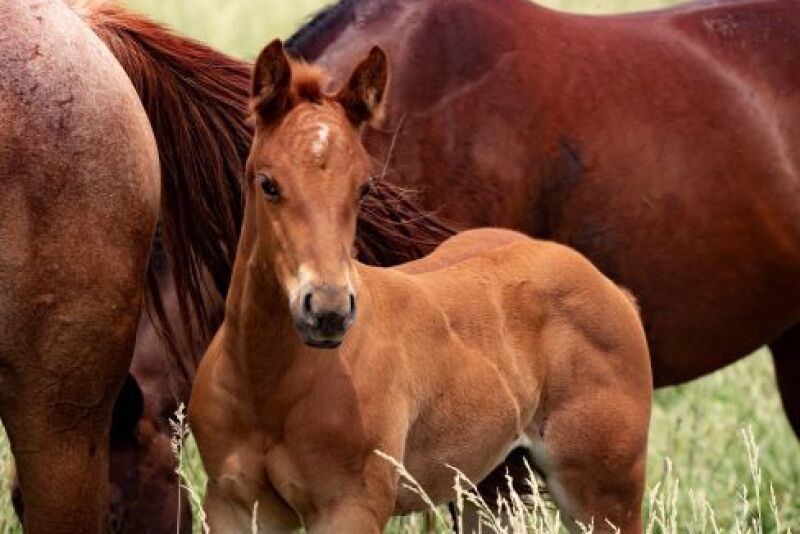 Young horse