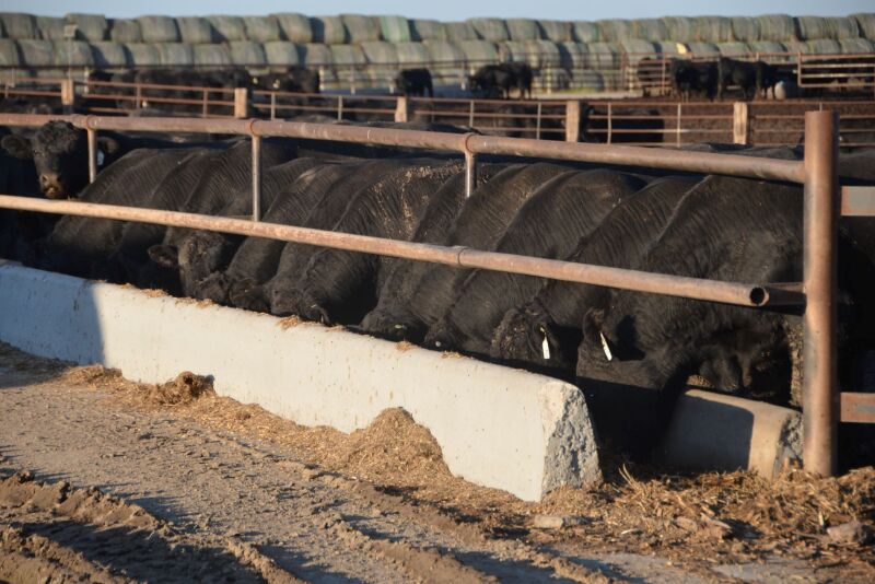 Jorgensen Angus