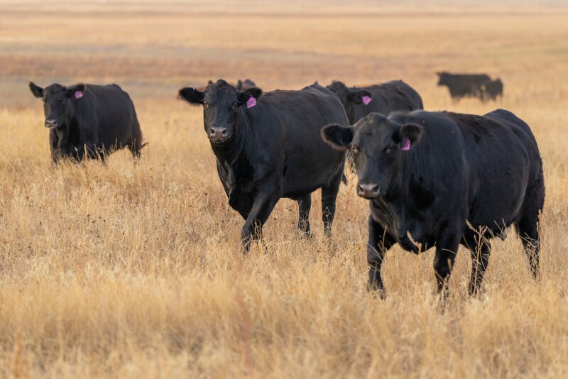 CowsAmarillo_MM_2263-1.jpg