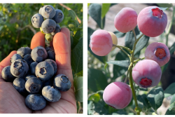 Hunkaberry and Pink Cosmo blueberries