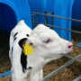 Holstein calf