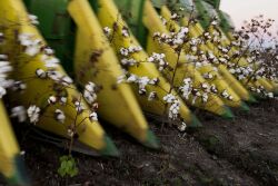 Bloomberg_Cotton_Harvest