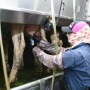 Barb Peterson Sunrise Veterinary Services by Dylan Voyles - milk sampling dairy cows for H5N1 avian flu 05-01-2024 near Amarillo Texas - milk sample milk vial