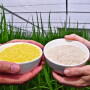 Golden Rice Saga