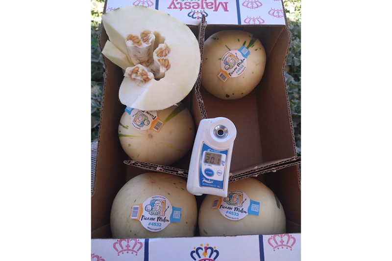 The  Picasso melon is a variety that Five Crowns Marketing has just launched this season.