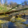 Red-legged frog