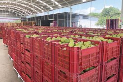 With a tight window between Easter and Cinco de Mayo this year, grower-shippers have their work cut out for them as they try to keep up with consumer demand. There should be plenty of mangoes available, however.