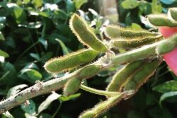 soybeans_indiana_-_Copy