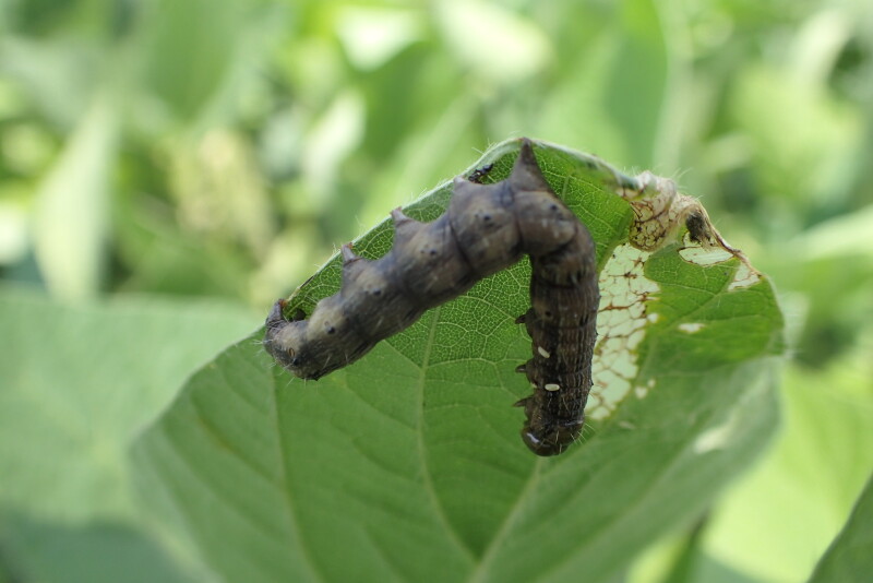 With increasing resistance to pyrethroids, this bioinsecticide provides a new mode of action (Group 31) to control earworms. Its application timing is to target corn earworms at first appearance. 