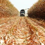  If you can’t get high yields, it may be cheaper to buy feed.