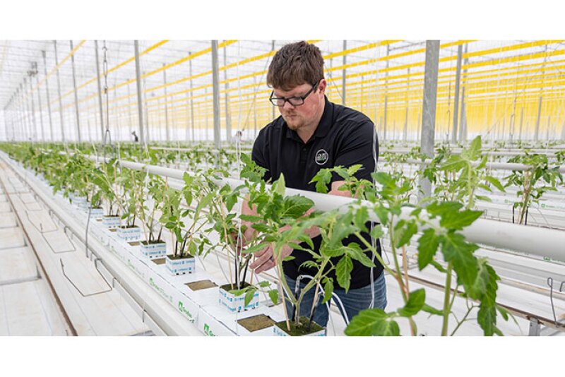 Isaak Fast, head grower and general manager of Pure Hot House Foods Inc.’s Leamington greenhouse, attends to tomato plants. A new crop of more than 265,000 plants was delivered to the facility in early January, says Chris Veillon, chief marketing officer.