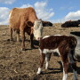 Cow/calf pair