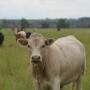 A recent paper offers an interesting look at an alternative model for growing cattle health and performance where efficiency was achieved using less. 