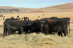  Branded programs draw ranchers closer to consumers.
