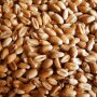 wheat