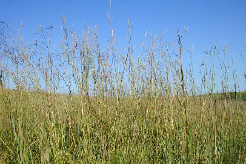 bigbluestem.jpg