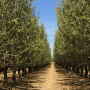 Almonds are a big crop in the U.S. compared to other countries.