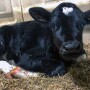 Newborn Holstein calf.