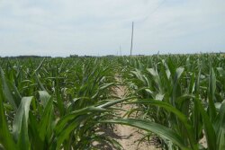 heat stressed corn